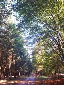 44452543_10156722028824450_4443905272787763200_n